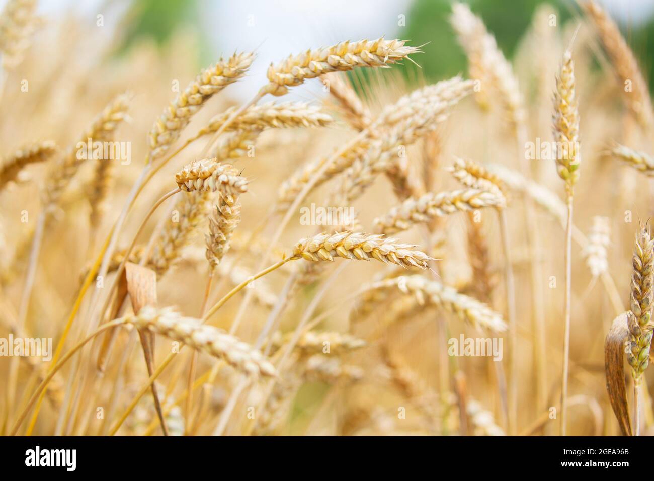Weizenfeld an einem Sommertag. Nahaufnahme von reifenden Weizenohren. Erntezeit. Erntefeld. Ländliche Landschaft Stockfoto