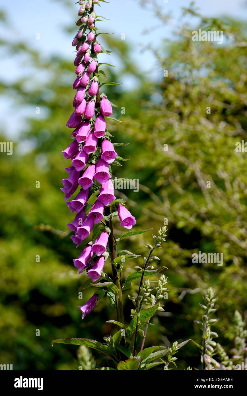 Rosa Purple Common Foxglove (Digitalis purea) Blume wächst wild im RHS Garden Harlow Carr, Harrogate, Yorkshire, England, Großbritannien. Stockfoto