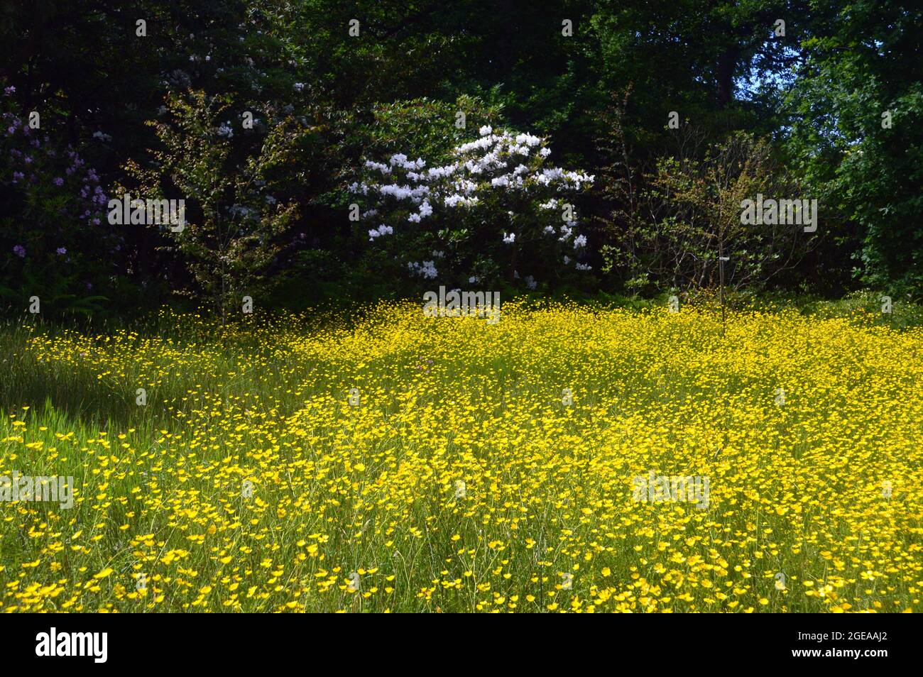 Gelbe Schmetterlinge (Ranunculus Bulbosus), die in den Grenzen von RHS Garden Harlow Carr, Harrogate, Yorkshire, England, Großbritannien angebaut werden. Stockfoto