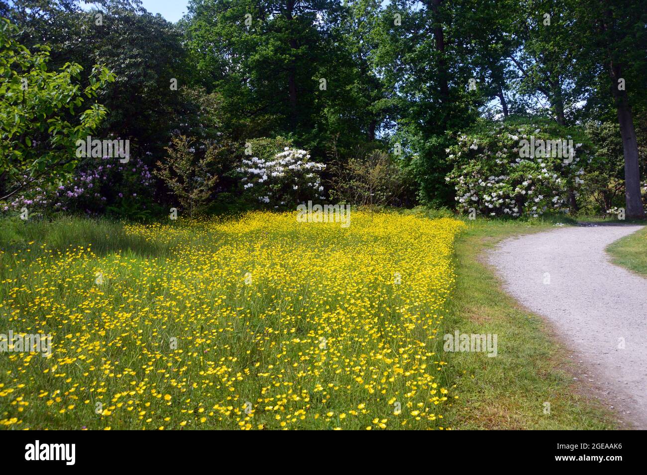 Gelbe Schmetterlinge (Ranunculus Bulbosus), die in den Grenzen von RHS Garden Harlow Carr, Harrogate, Yorkshire, England, Großbritannien angebaut werden. Stockfoto