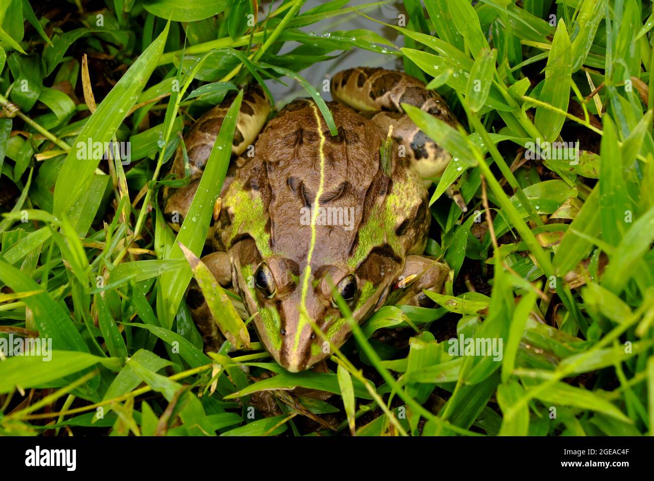 Essbarer Frosch oder grüner Frosch, allgemein bekannt als gewöhnlicher  Wasserfrosch, Froschbeine, die für Nahrung verwendet werden Stockfotografie  - Alamy