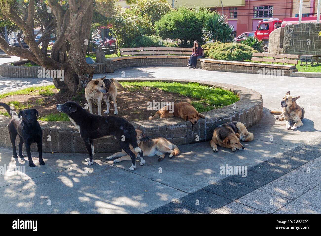ANCUD, CHILE - 20. MÄRZ 2015: Streunende Hunde auf dem Plaza de Armas in Ancud, Chiloe Island, Chile. Stockfoto