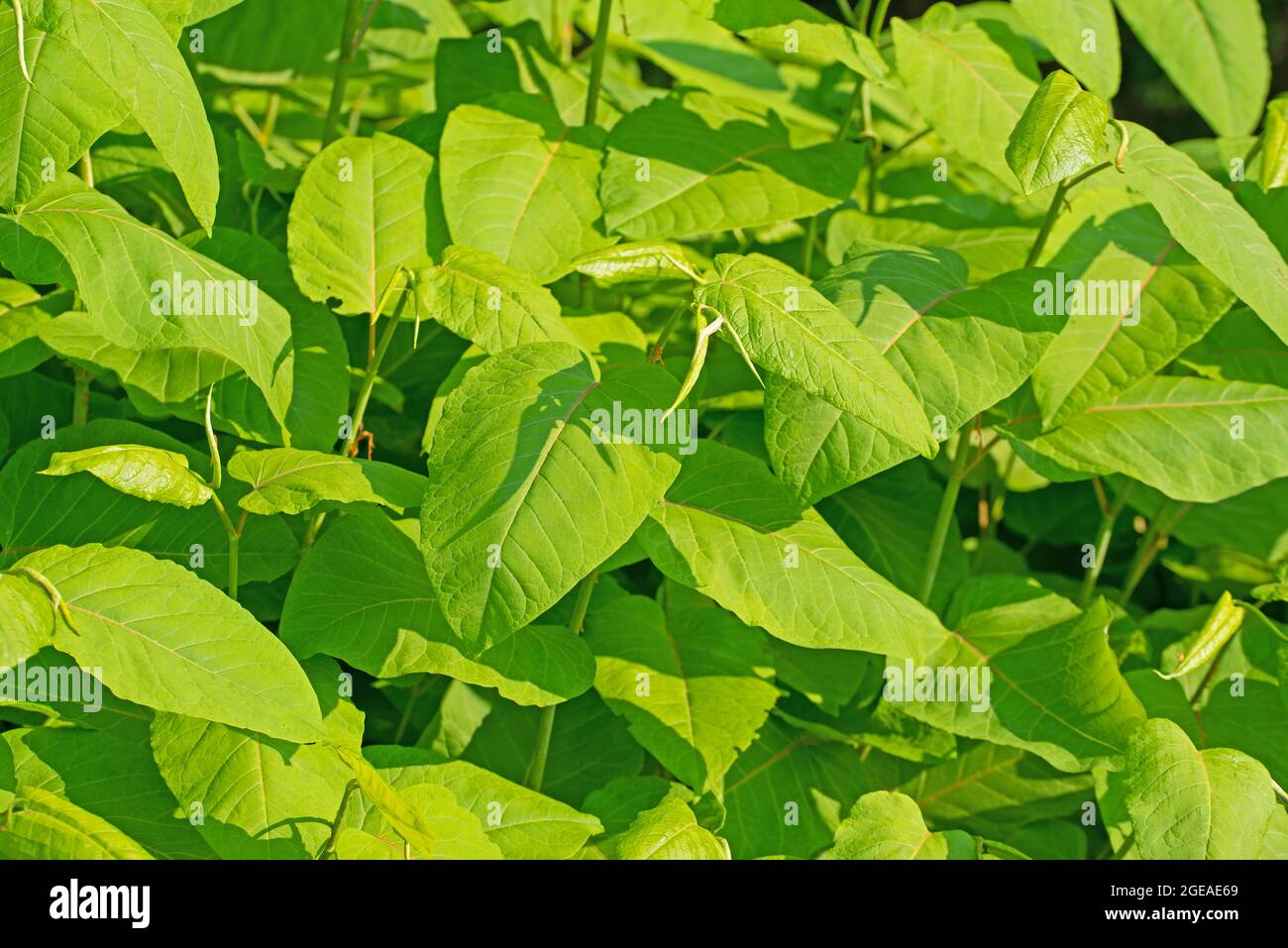 Junge Blätter des japanischen Knokens, Fallopia japonica Stockfoto