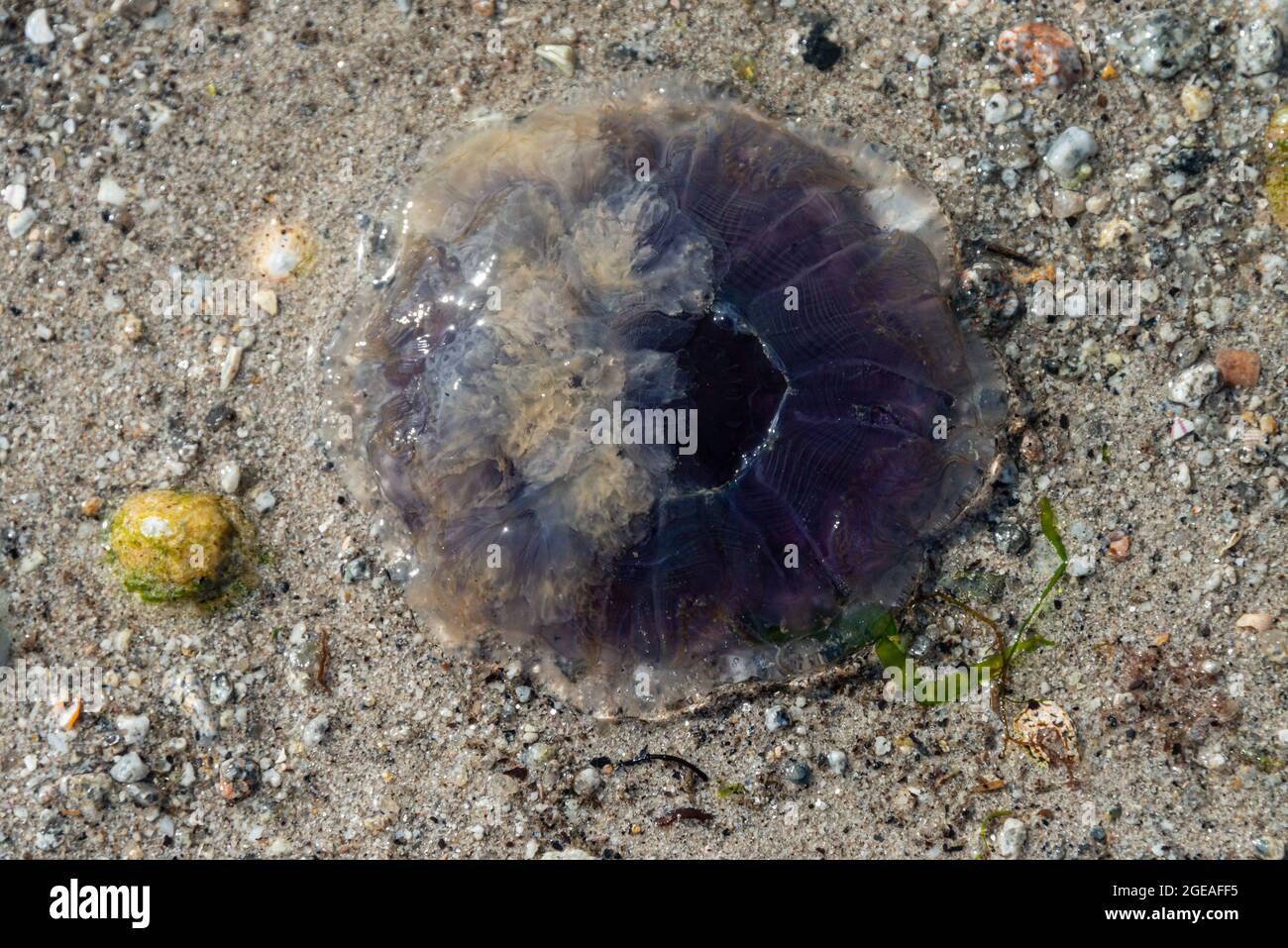 Eine blaue Qualle (Cyanea lamarckii), die auf Porthloo Beach, St. Mary's, Isles of Scilly aufgespült wird Stockfoto