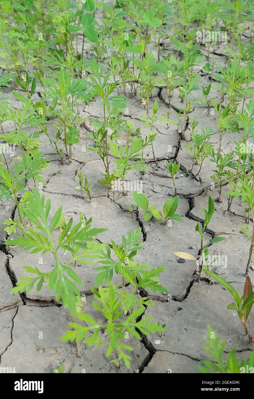 Erde ohne wasser -Fotos und -Bildmaterial in hoher Auflösung – Alamy