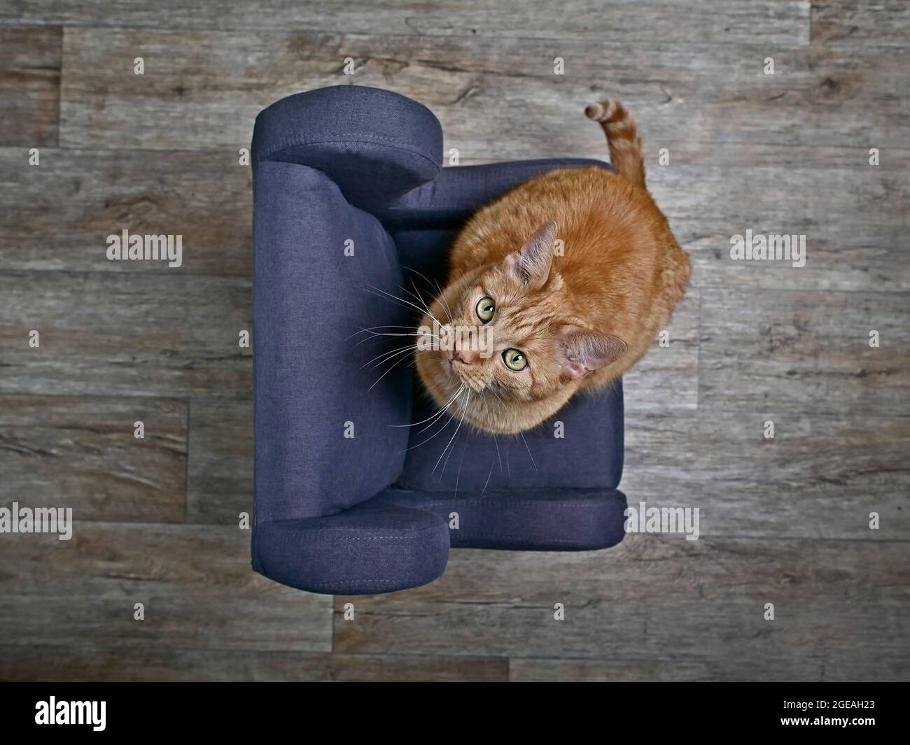 Niedliche Ingwer-Katze sitzt auf dem Sessel und schaut neugierig auf die Kamera. High-Angle-Ansicht mit selektivem Fokus. Stockfoto
