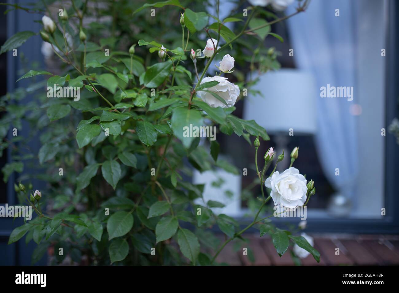Weiße Rosen wandern um ein Fenster Stockfoto
