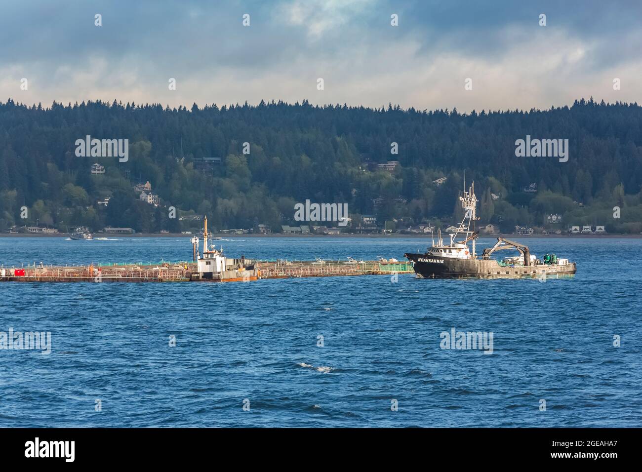 Das Boot namens Neahkohnie, das die Lachsfarm Icicle Seafoods vor Bainbridge Island, Washington State, USA, betreut [nur redaktionelle Lizenzierung] Stockfoto