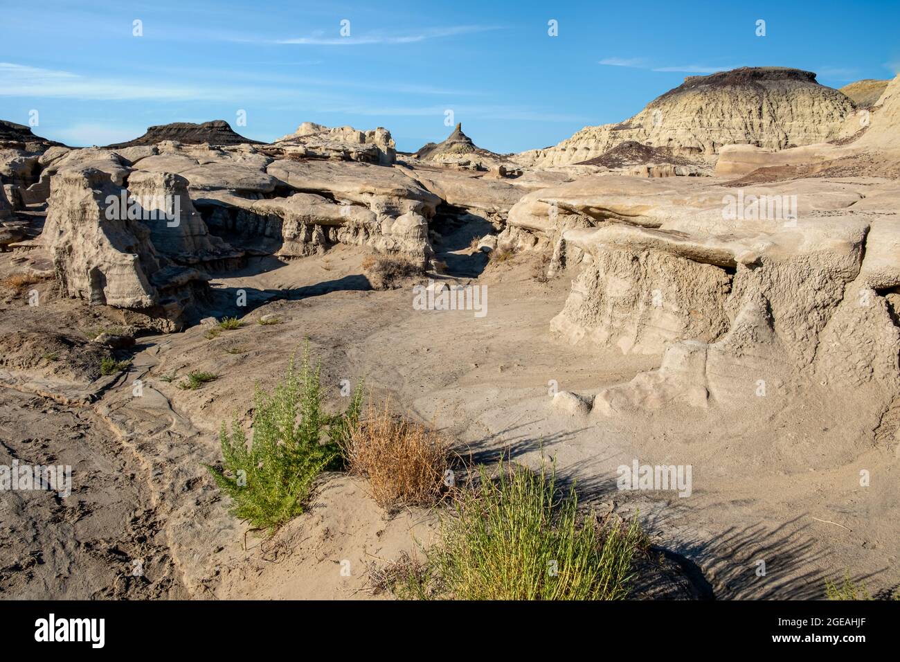 Grün sticht unter den braunen und sandigen Erdtönen der kargen Bisti Badlands hervor Stockfoto