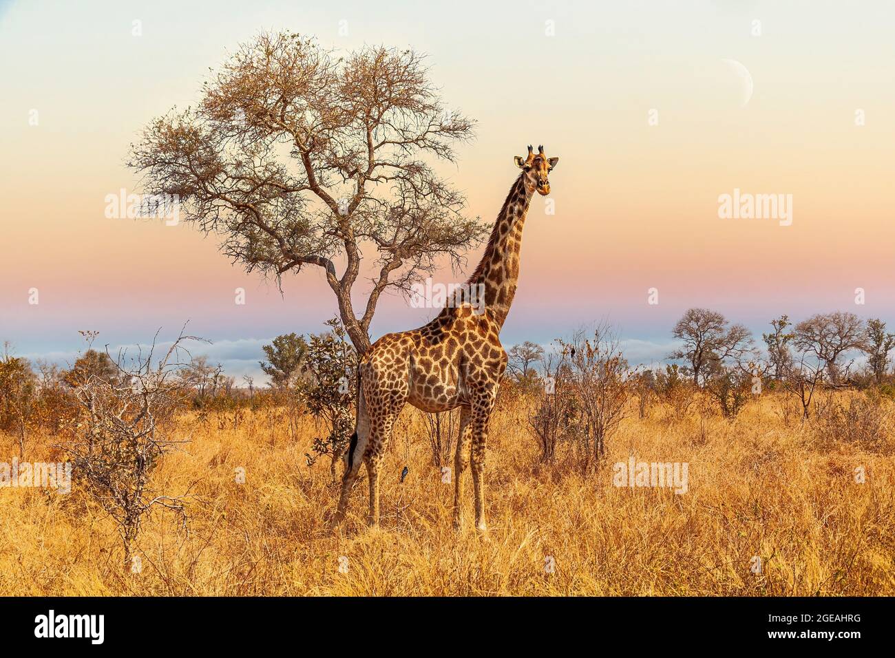 Giraffe in der Savannah von Südafrika Stockfoto