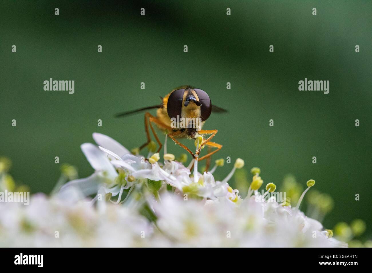 Kopf auf Bild einer Drohnen-Hover-Fliege (Eristalis tenax), die an einem sonnigen Sommertag eine Kuh-Petersilie-Blume (Anthriscus sylvestris) füttert. Torrington. Stockfoto Kopf auf Bild einer Drohnen-Hover-Fliege (Eristalis tenax), die an einem sonnigen Sommertag eine Kuh-Petersilie-Blume (Anthriscus sylvestris) füttert. Torrington. Stockfoto