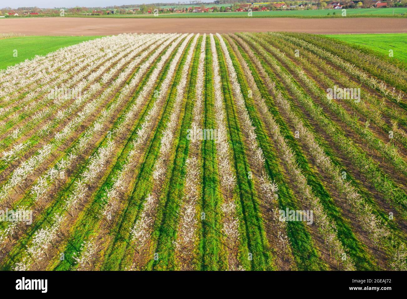 Obstgarten im Frühling. Die Zweige der Bäume sind mit weißen Blüten bedeckt. Die Bäume werden in geraden Reihen gepflanzt. Blick von der Drohne. Stockfoto