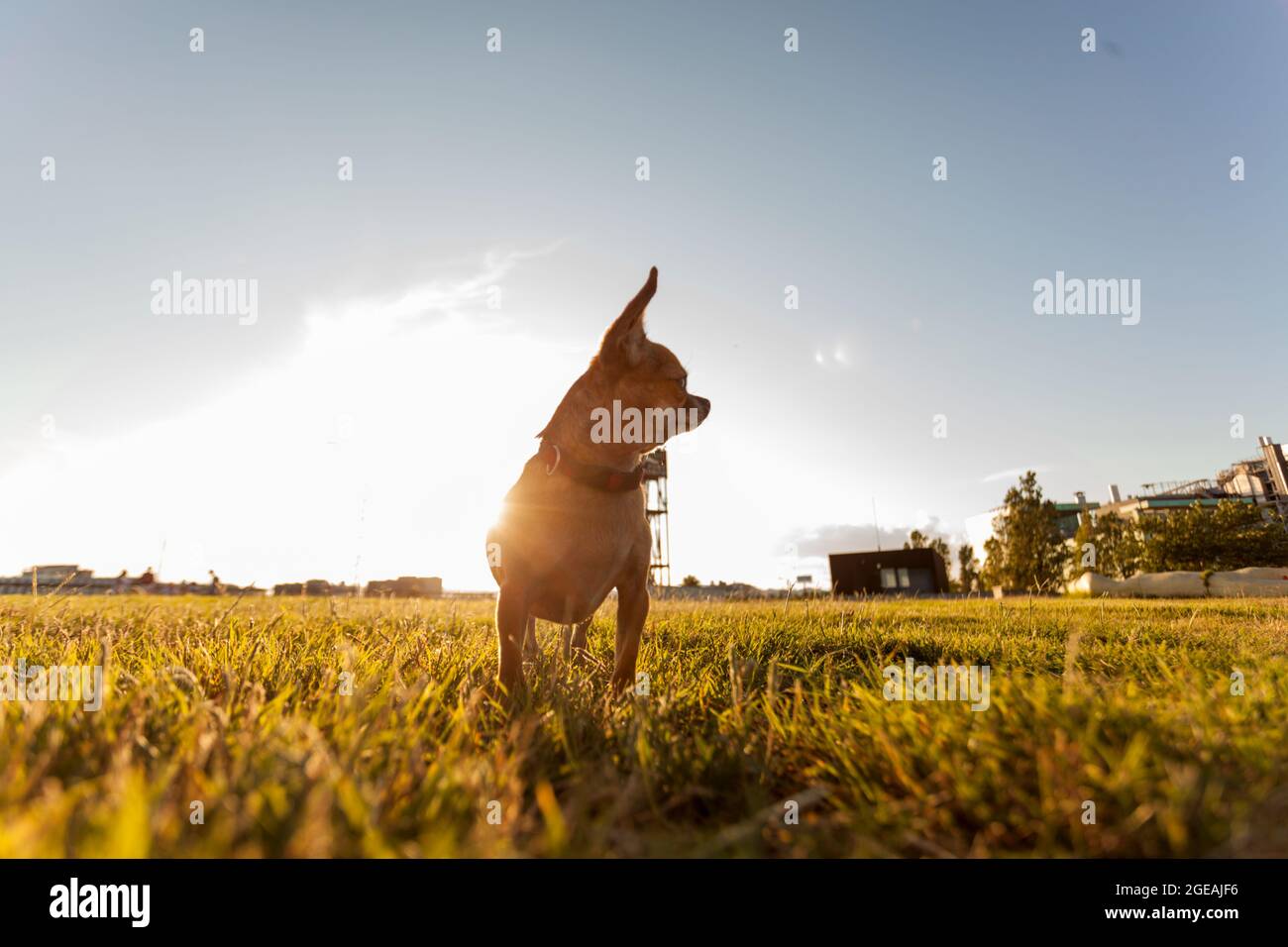chihuahua geht im Gras mit der Sonne gegen das Licht an einem Sommernachmittag. Stockfoto
