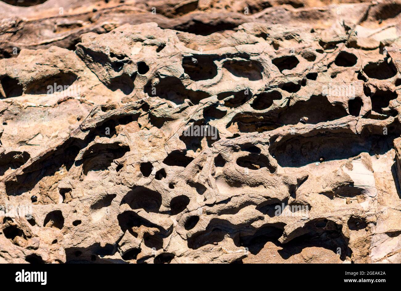 Felsen, die bei Ebbe bei Melkbosstrand Kapstadt zu sehen sind, mit natürlich erodierten sichtbaren Markierungen, die durch viele Jahre fließendes Meerwasser verursacht werden Stockfoto