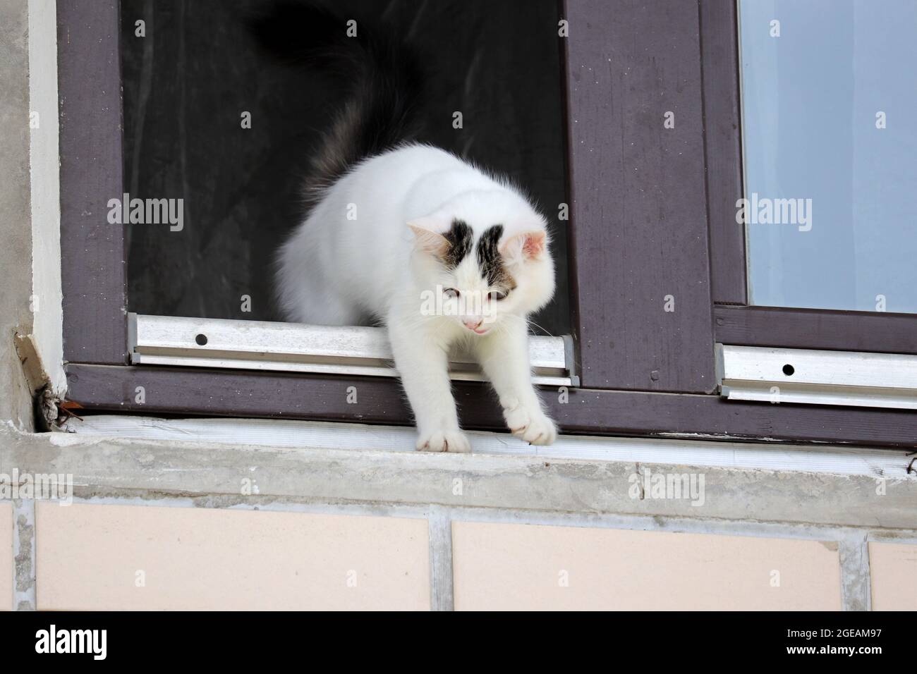 Weißes Kätzchen, das versucht, aus dem offenen Fenster auf die Straße zu kommen. Gefahren für Katzen, die allein zu Hause gelassen werden Stockfoto