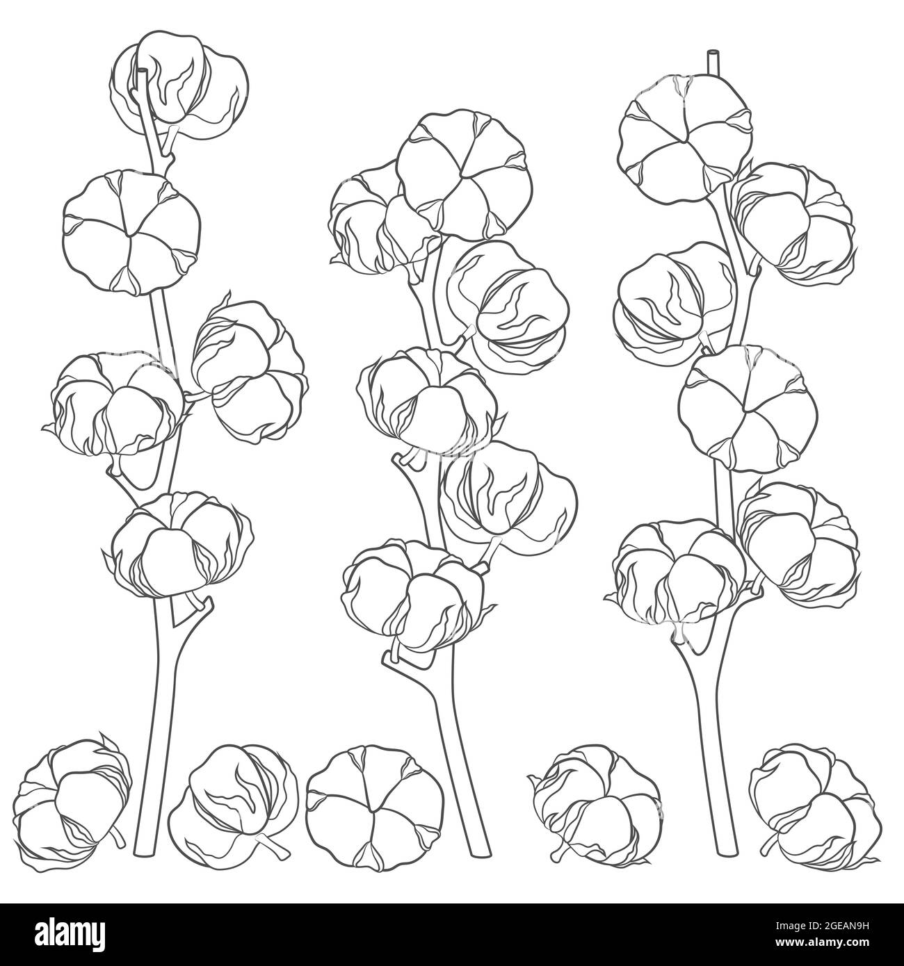 Abbildung mit Baumwollzweigen. Satz von isolierten Vektorobjekten in Schwarz und Weiß. Stock Vektor