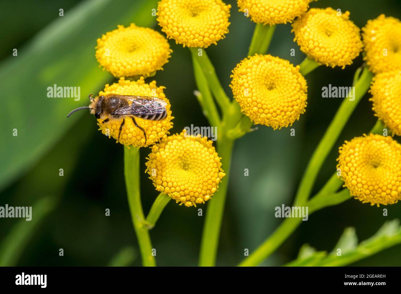 Gipsbiene / Davies-Colletes (Colletes daviesanus) bestäuben im Sommer den Blütenstan (Tanacetum vulgare) Stockfoto