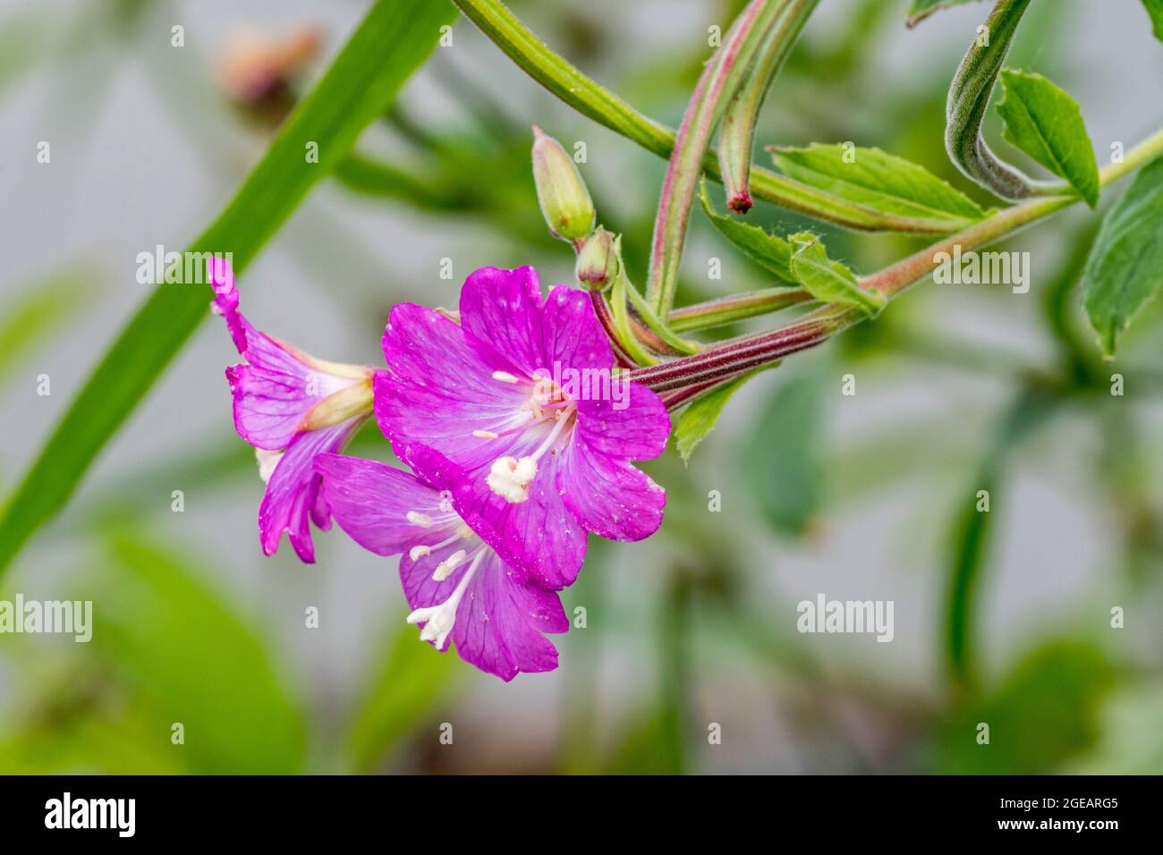 Große Weidenkräuter / große haarige Weidenkräuter / haarige Weidenkräuter (Epilobium hirsutum) in Blüte im Sommer Stockfoto