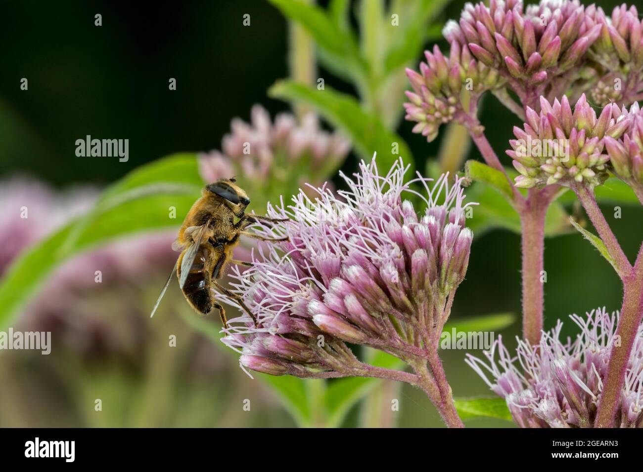 Gewöhnliche Drohnenfliege (Eristalis tenax) Zugschwebfliege bestäubt und ernährt sich im Sommer von Nektar aus der Hanf-Agrimonie (Eupatorium cannabinum)-Blüte Stockfoto