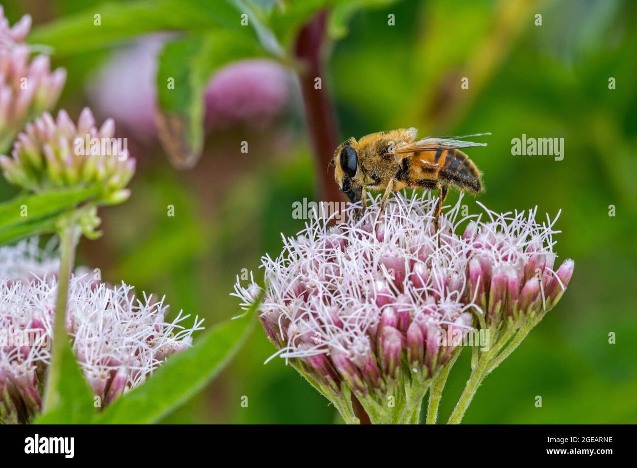 Gewöhnliche Drohnenfliege (Eristalis tenax) Zugschwebfliege bestäubt und ernährt sich im Sommer von Nektar aus der Hanf-Agrimonie (Eupatorium cannabinum)-Blüte Stockfoto