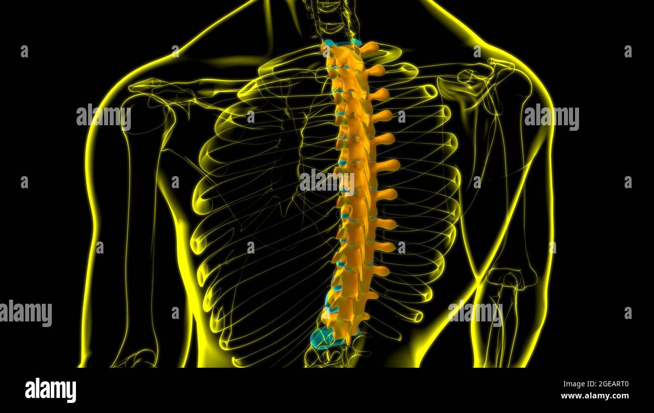 Menschliches Skelett Wirbelsäule Thoraxwirbel Anatomie 3D Illustration ...