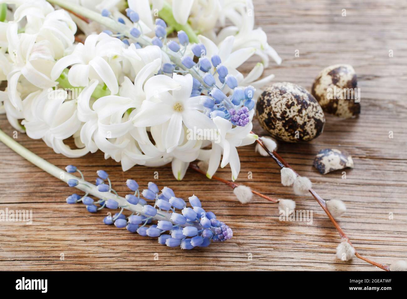 Weiße Hyazinthe und blaue Muscari-Blüten auf Holzgrund. Stockfoto