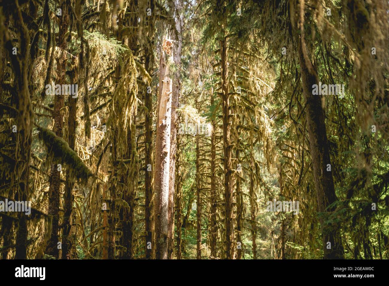 Dickes Moos bedeckt Bäume im Hoh Rainforest im Olympic National Park. Stockfoto