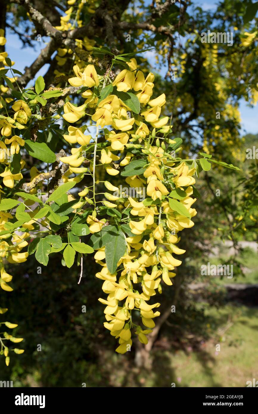 dh Gelbe blühende LABURNUM ALPINUM FLORA Baum pod Sommer uk schottland Blume Makro Stockfoto