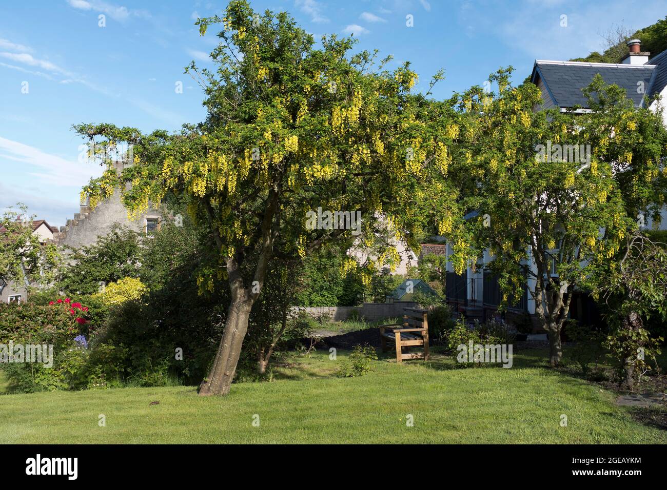 dh Gelbe blühende LABURNUM ALPINUM FLORA Mai Juni Schottland Baum UK Gartenbäume Stockfoto