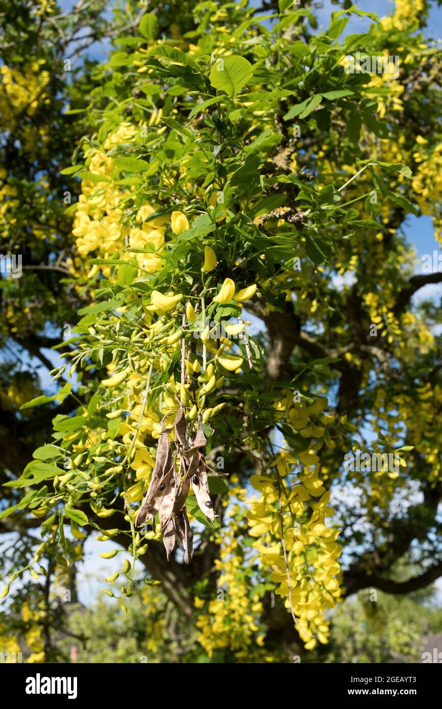 dh Gelbe blühende LABURNUM ALPINUM FLORA Schottland Mai Juni Sommer UK Pods Flowers pod Makro Stockfoto