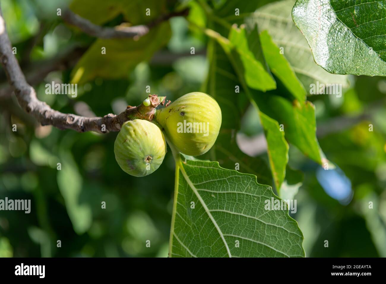Reife Feigen wachsen auf dem Ast eines Feigenbaums. Stockfoto