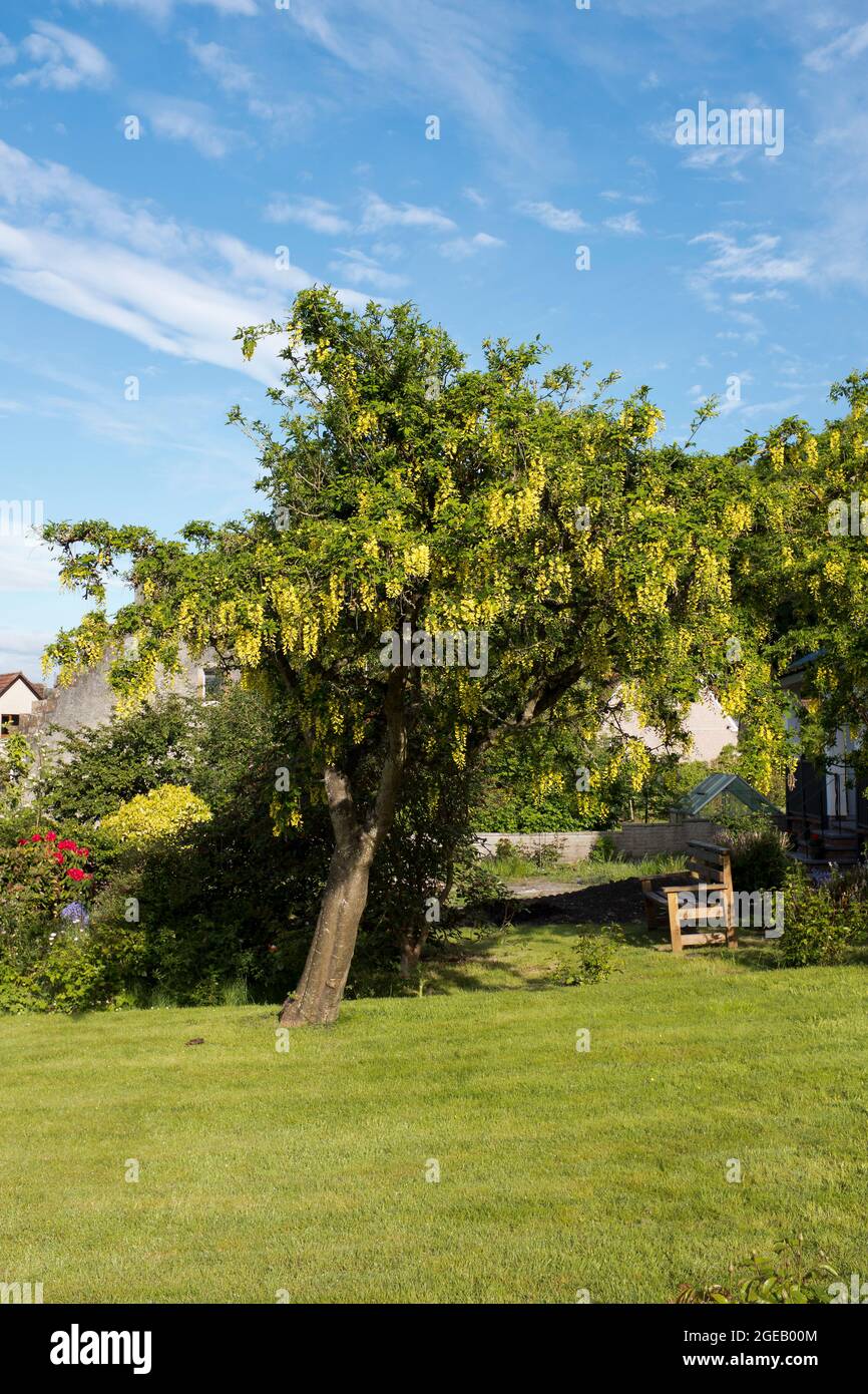 dh Gelbe blühende LABURNUM ALPINUM FLORA BÄUME Baum Mai UK Garten Bäume Schottland Stockfoto