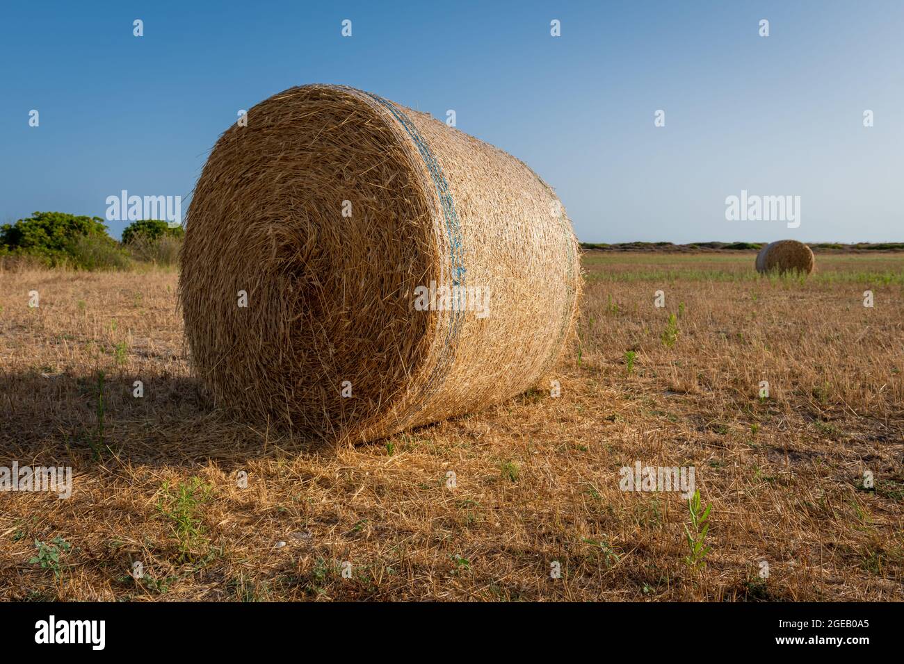 Runde Ballen von geerntetem goldenem Heu auf einem Feld. Stockfoto