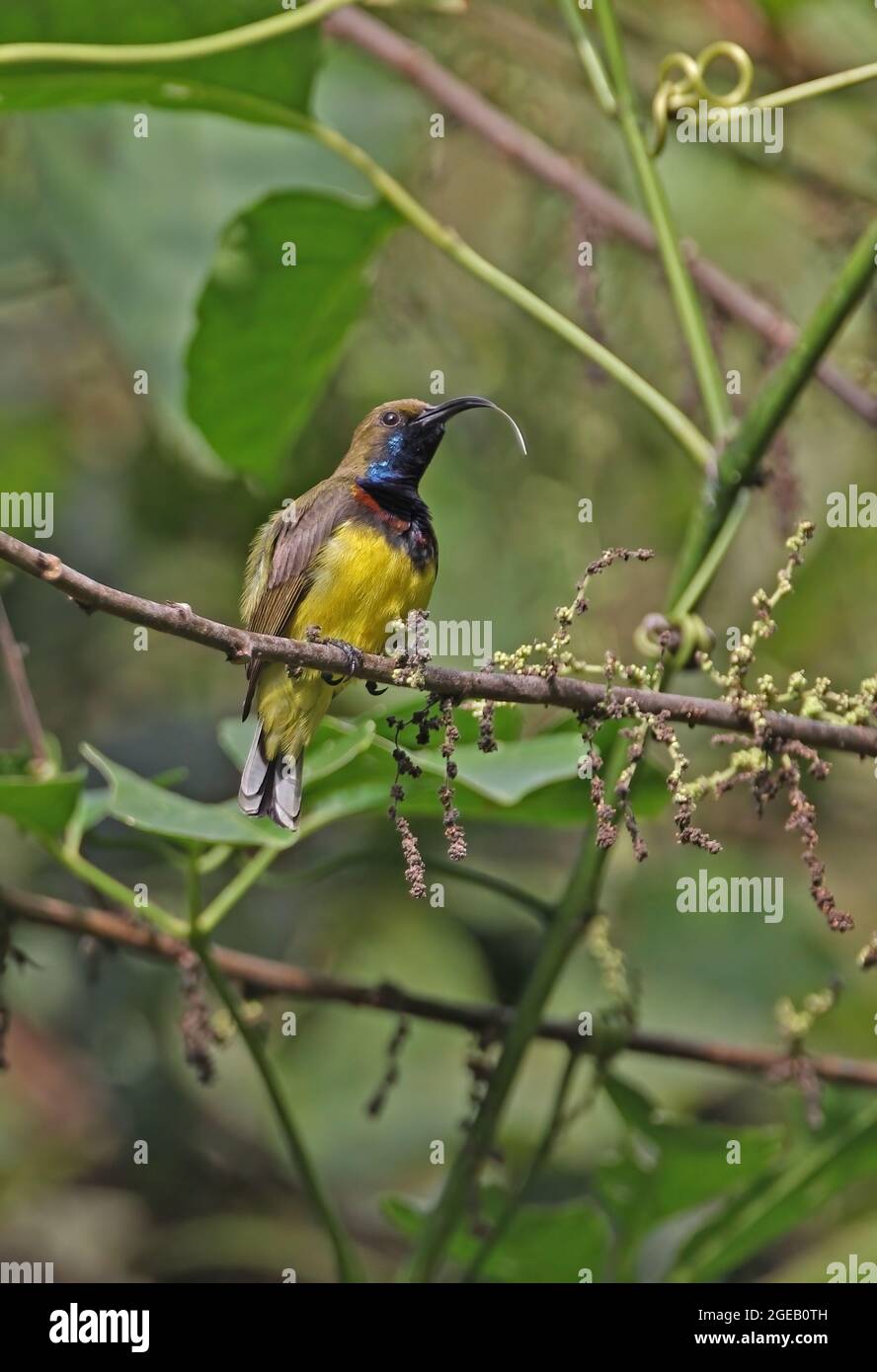 Olivfarbener Sunbird (Cinnyris jugularis flamaxillaris) erwachsenes Männchen, das auf einem Ast thront, wobei die Zunge aus dem Kaeng Krachan NP, Thailand, herausragt Nein Stockfoto