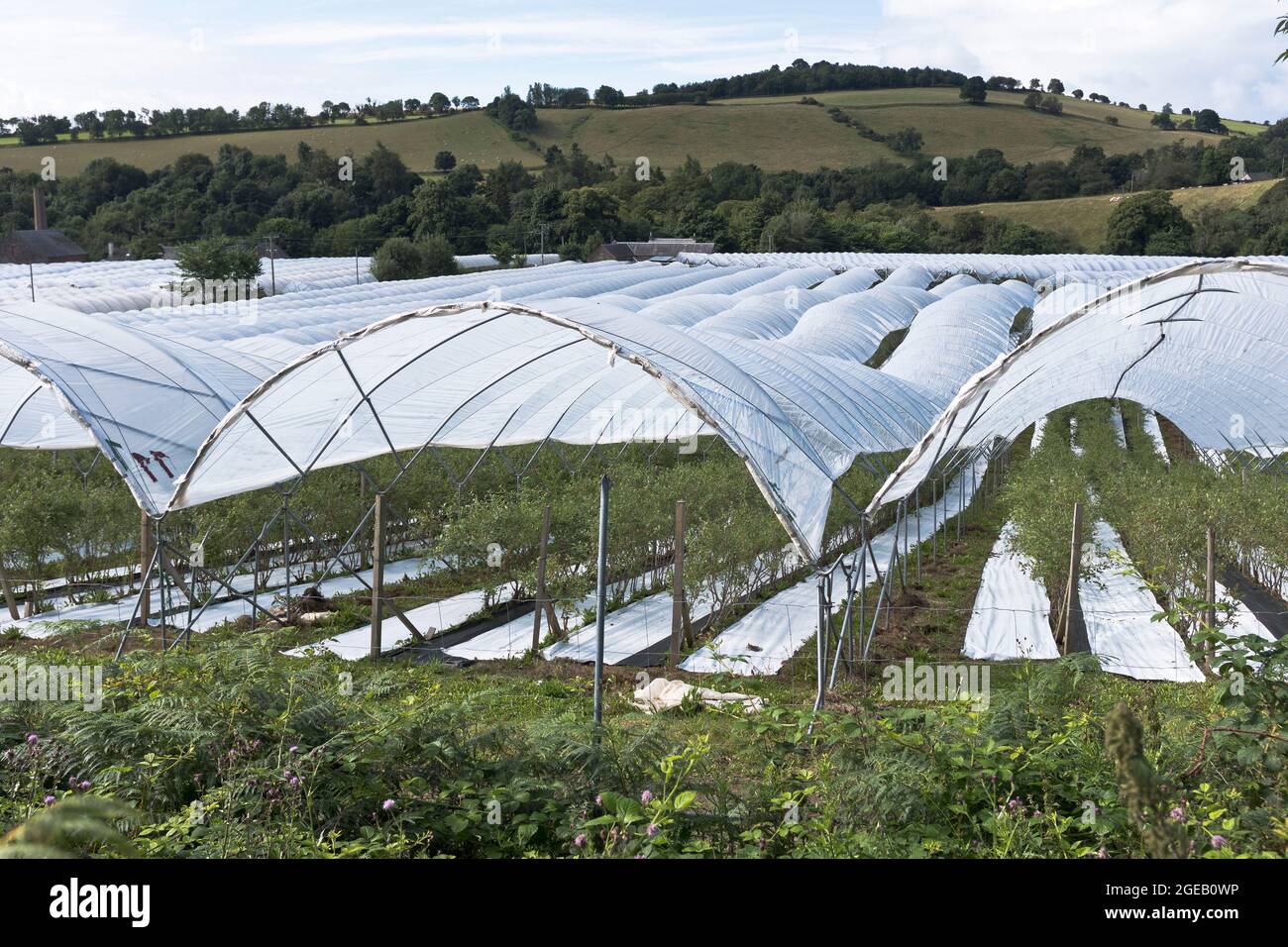 dh Fruit Farm BLAIRGOWRIE PERTHSHIRE Scottish Fruits plastic Poly