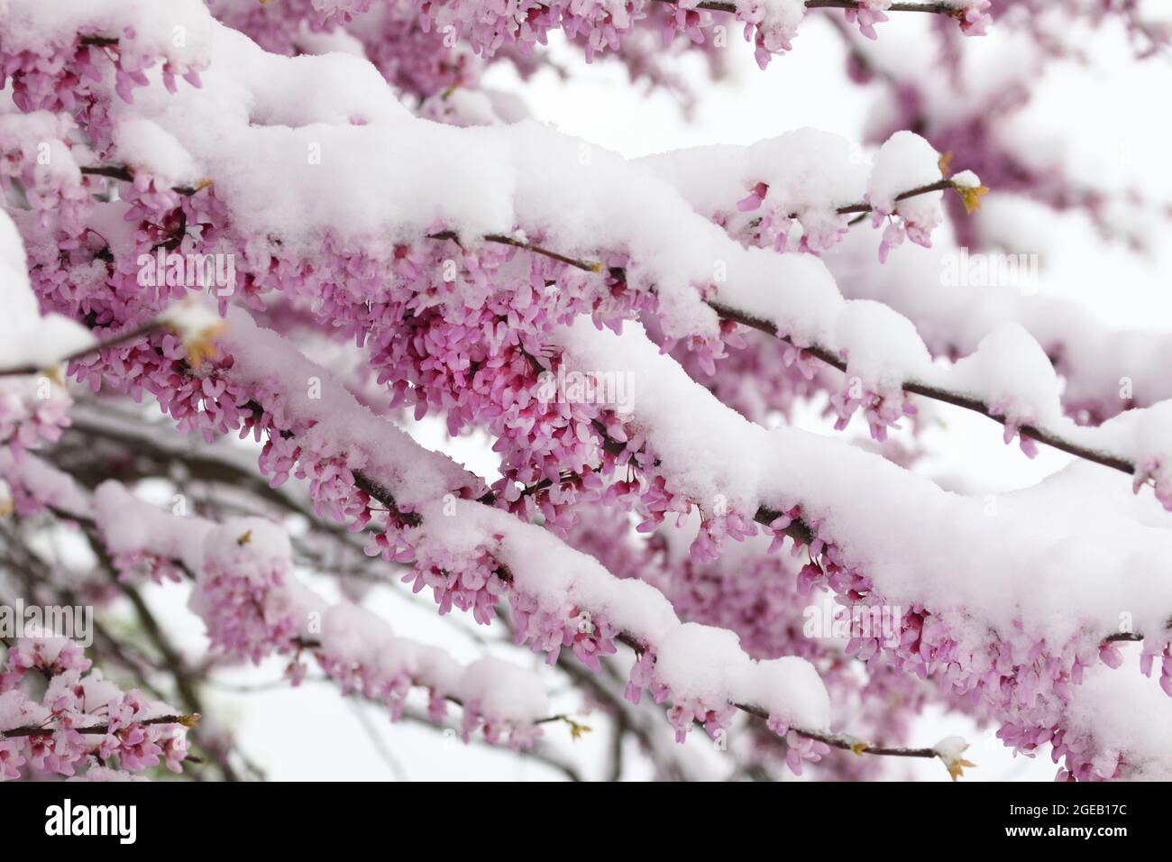 Redbud-Baum blüht im Frühlingsschnee. Beavercreek, Dayton, Ohio, USA. Stockfoto