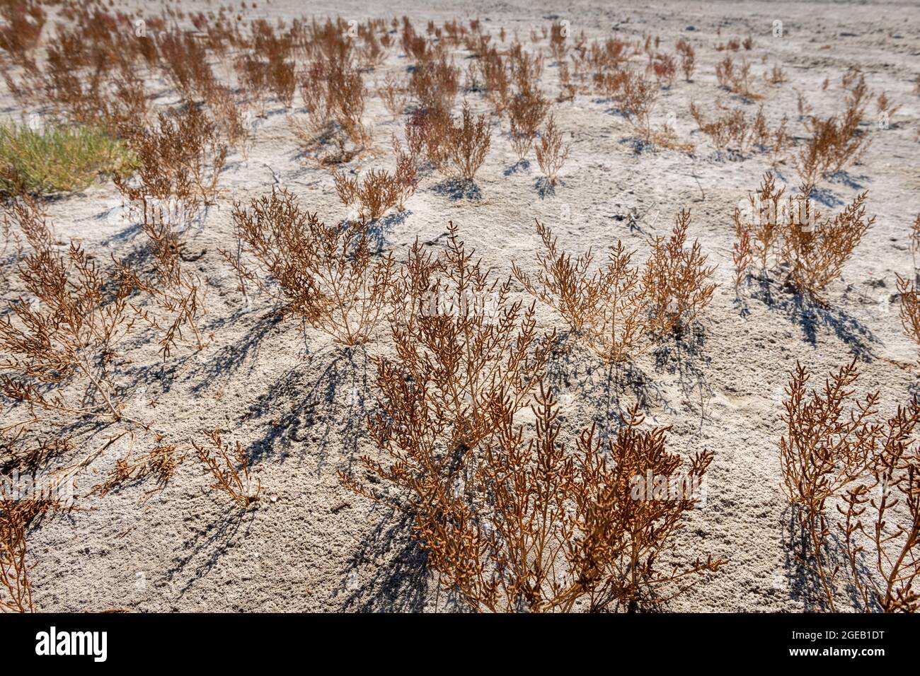 Pflanzen, die auf dem durch den Klimawandel hervorgeröteten, Land sterben oder sterben. Stockfoto