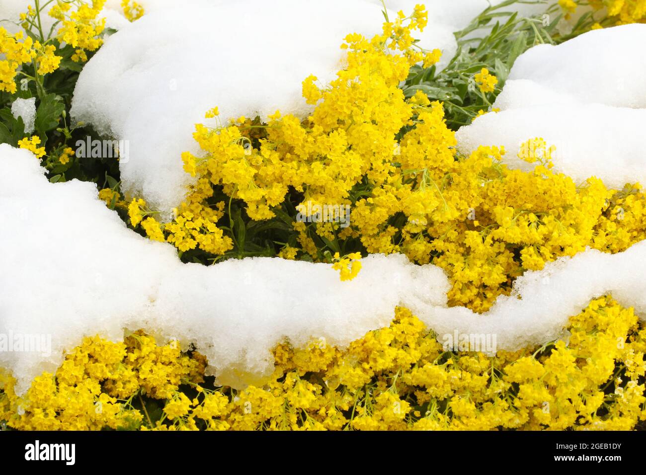 Gelbe Blume, Korb-of-Gold, unter Frühlingsschnee. Cox Arboretum Metropark, Dayton, Ohio, USA. Stockfoto