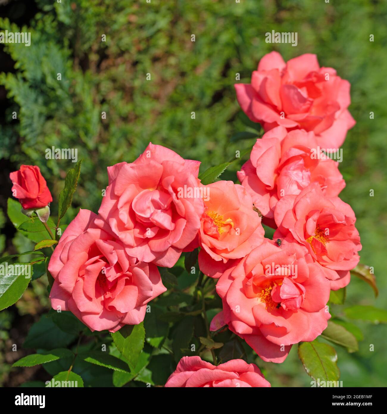 Blühende rote Rosen im Garten Stockfoto