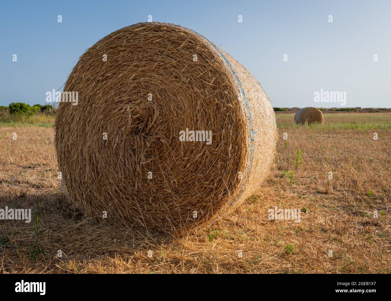 Runde Ballen von geerntetem goldenem Heu auf einem Feld. Stockfoto