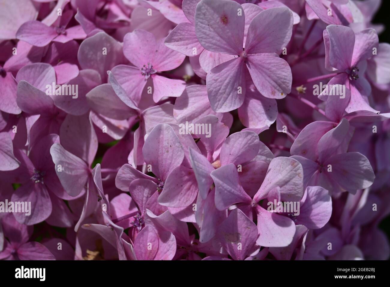 Foto einer rosa Hortensia-Blume Stockfoto