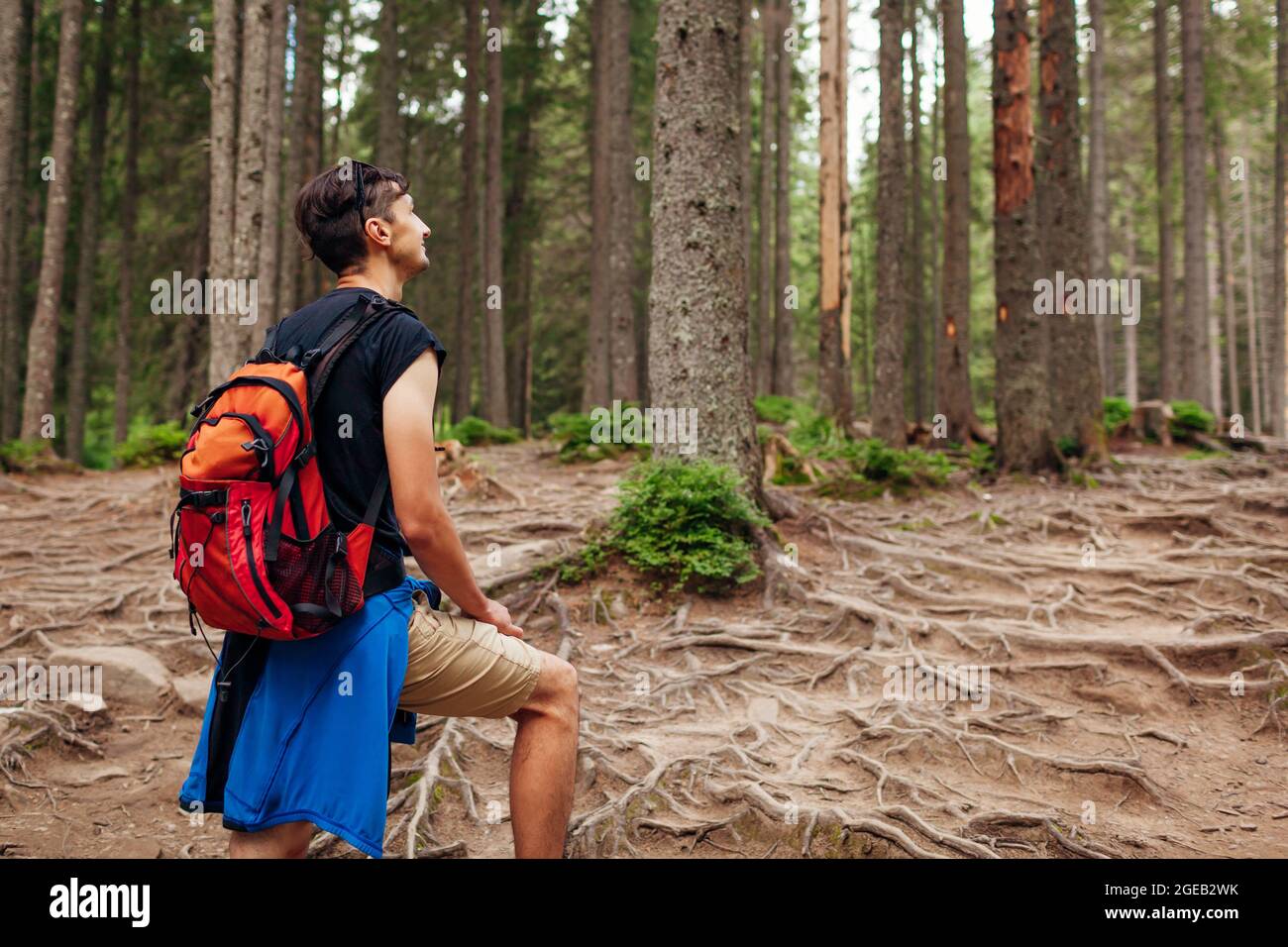 Mann Wanderer zu Fuß durch Bergwaldweg mit Wurzeln in den Karpaten umgeben. Reisender mit Rucksäcken. Pauschalreisen nach Sommer Ukraine Stockfoto