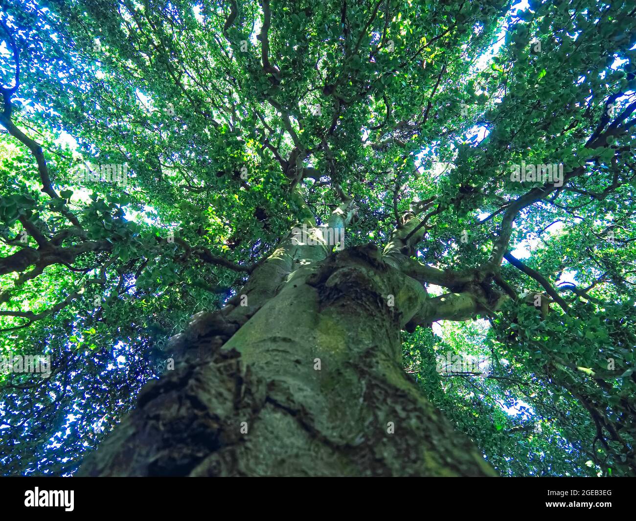 Steht unter einem riesigen Baum mit einem Gesicht Stockfoto