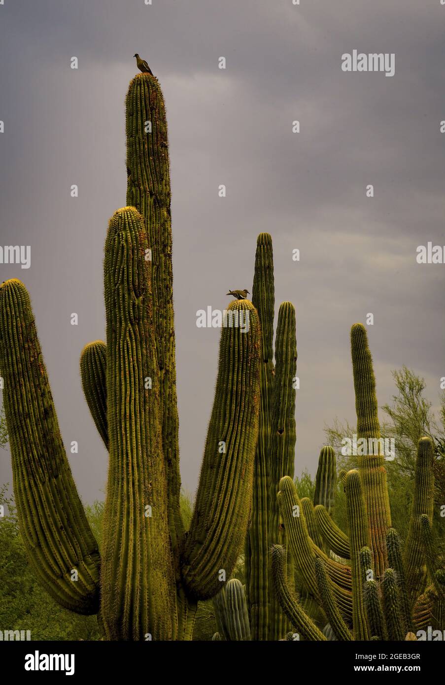 Weißflügeltaube auf saguaro in Arizona Stockfoto