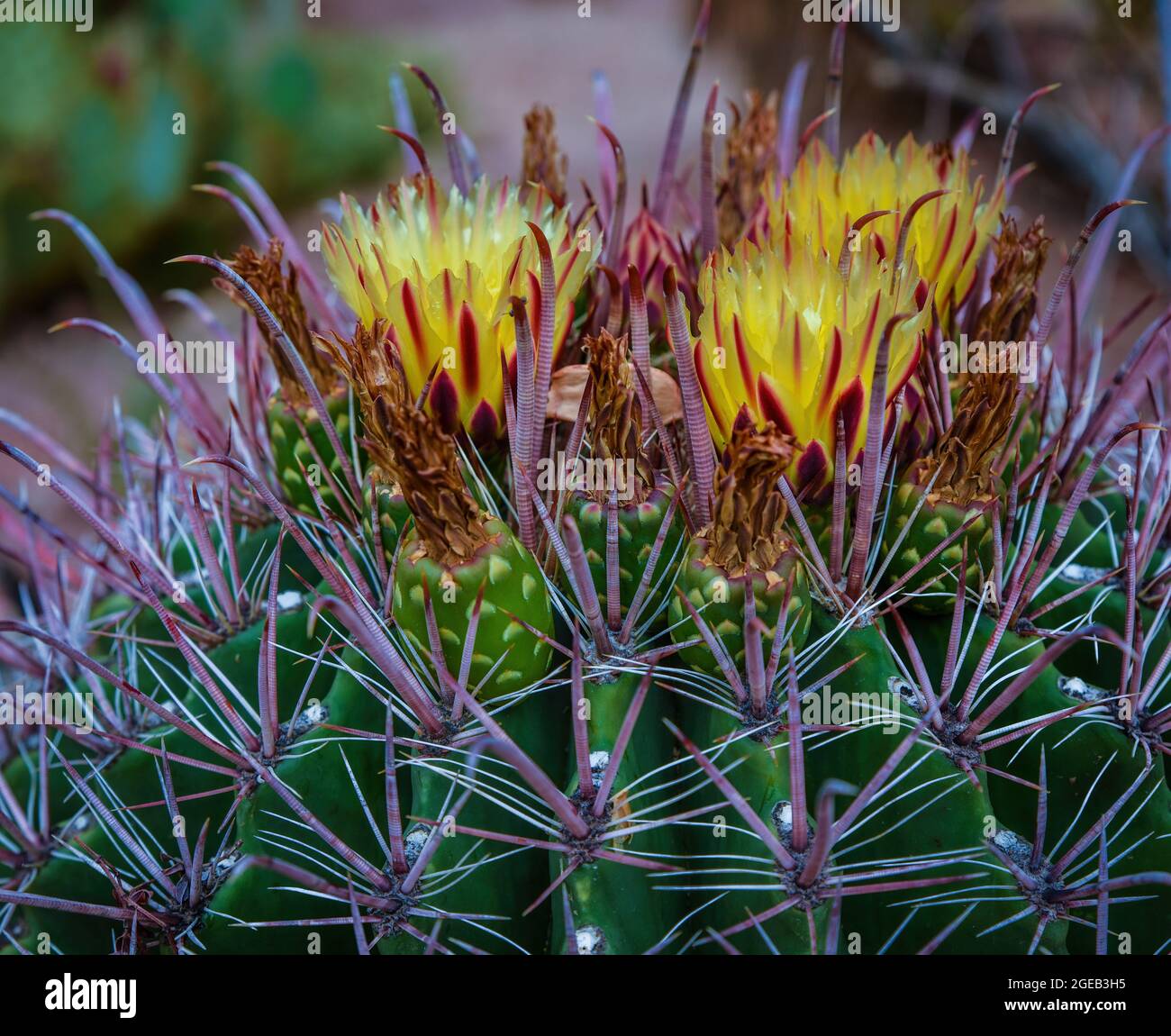 Fishhook Barrel Cactus, Ferocactus wislizenii Stockfoto