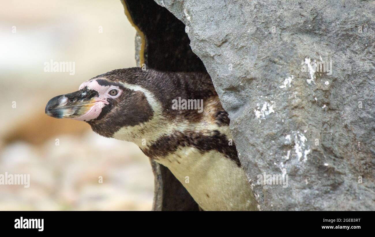 Pinguin Kommt Heraus Stockfoto