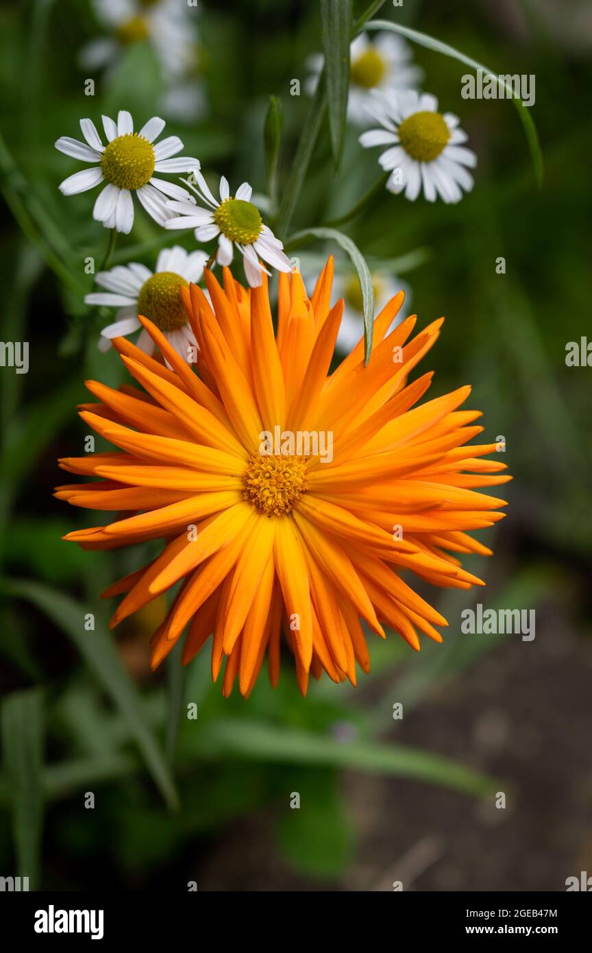 Nahaufnahme einer orangefarbenen Blume und weißen Gänseblümchen Stockfoto