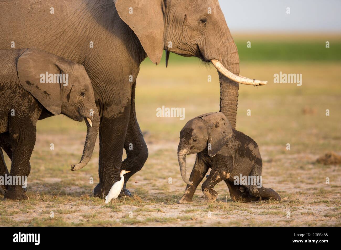 Ein Elefantenbaby schaut auf einen Kuhrreiher im Amboseli National Park - Kenia Stockfoto