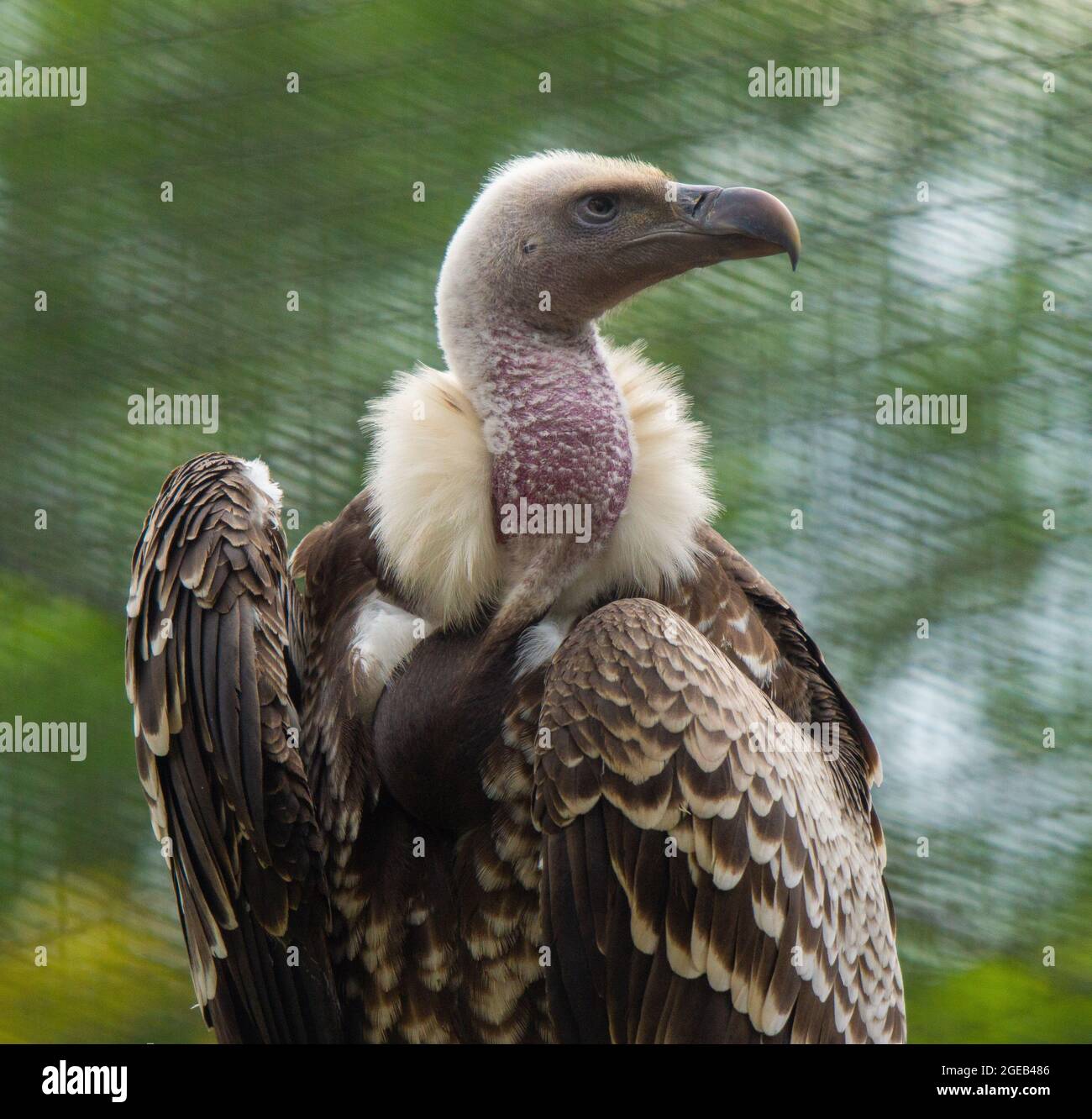 Raptor Head Stockfoto