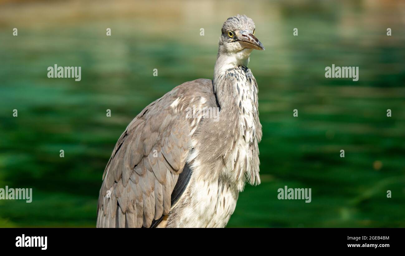 Sonniger Graureiher Stockfoto